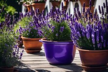 Beautiful Pots With Blooming Purple Lavender Generated By AI Tool