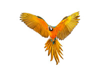 Gracefully Flying Parrot Isolated On Transparent Background Png File
