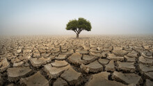 Dry Cracked Earth In Desert With Tree
