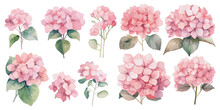Watercolor Pink Hydrangea Clipart For Graphic Resources