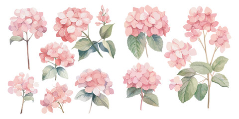 watercolor pink hydrangea clipart for graphic resources