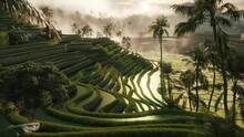 Rice Fields In Bali. Amazing Landscape Above Rice Terraces. Rice Terraces In Bali