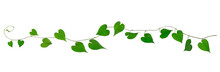 ハート型の葉をした蔦植物の背景テクスチャー