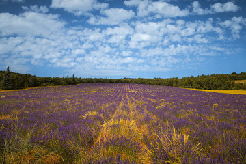 Wall Mural - lavender fields in Plateau d'Albion, in Provence