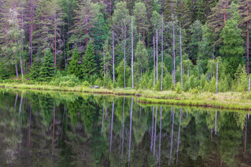  Lake by a coniferous forest with reflections in the water