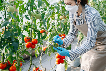 Wall Mural - Asian woman agriculture uses production control tablets to monitor quality vegetables and tomato at greenhouse. Smart farmer using a technology for studying .