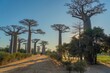 Back View of a bicycle rickshaw at the avenue with the Baobab trees allee near Morondava in Madagascar,