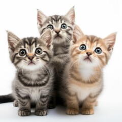 Poster - Three little kittens