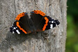 Closeup on a colorful red Admiral butterfly , Vanessa atalanta, warming up on a tree trunk with spread wings
