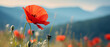 Blooming poppy on blurred field background
