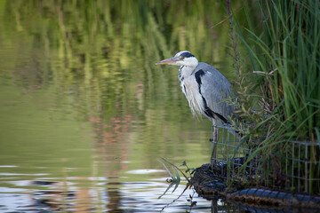 Aufkleber - A grey heron is standing on the bank of a small pool. It is fishing and looking out across the water