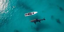Drone Shot Of A Small Boat Directly From Above Facing A Huge Shark. Ocean