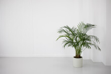 Green Large Areca Palm Tree Or Hamedorea Stands Light White In The Room, A Mockup Place For Text, For Your Design, For Your Product. Decorative Areca Palm (Dypsis Lutescens)