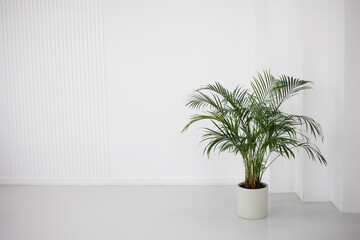 green large areca palm tree or hamedorea stands light white in the room, a mockup place for text, fo