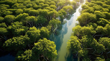 Aerial View Of Mangrove Forest In Thailand