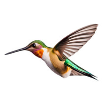 Close Up Of A Hummingbird Isolated On A Transparent Background, Png Image, Generative AI