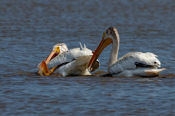 Canvas Print - The  American white pelican (Pelecanus erythrorhynchos) on the hunt