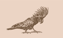 Graphical Parrot Cockatoo On Sepia Background,vector Element Of Bird.Ink Pen Parrot