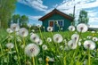 Lot of dandelions close-up on nature, AI generated