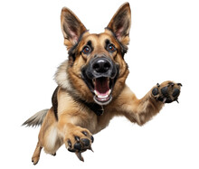 Cute Happy Playful German Shepherd Dog Jumping In Air, Playing And Smiling Isolated On Transparent Background