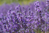 Fototapeta  - Lavendelblüte in Frankreich