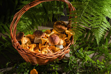 Basket With Wild Mushrooms In A Forest