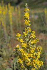 Sticker - Verbascum. Cowtail Grass is a grass species belonging to the Rowagrass family. The main center of the plant with yellow flowers is Eurasia.