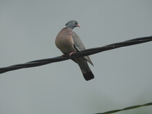 Common Wood Pigeon Perched On Wire In Summer