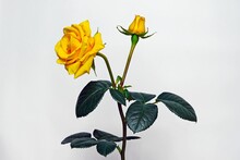 One Yellow Rose Flower With Green Leaves On A Light Gray Background For A Postcard