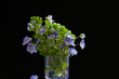 Little Veronica Georgia blue flower bouquet in vase on black background