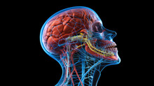 3d Illustration Medical Head Body Human Xray Anatomy Glass