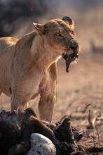Close-up Of Lioness Standing Chewing Buffalo Meat
