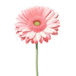 canvas print picture - pink gerber daisy Watercolor pastel pink gerbera daisy flower isolation on transparent background