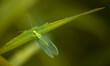 Chryzoprela - zielony mały owad na liściu