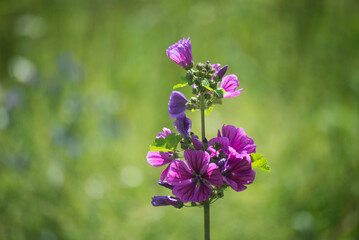 Wall Mural - Closeup of purple wild flowers in a meadow