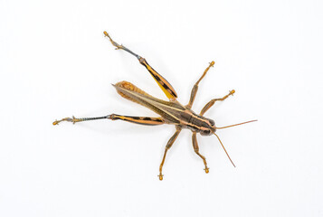 Poster - Two-striped Grasshopper From Above