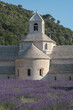 Close up of Abbey of Senanque building and mountains and Rows of Beautiful blooming of lavender flowers. Notre Dame de Senanque Abbey, Gordes, Luberon, Vaucluse, landscape of Provence France, Europe. 