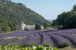 Rows of Beautiful blooming of lavender flowers on Abbey of Senanque and mountains background. Notre Dame de Senanque Abbey, Gordes, Luberon, Vaucluse, landscape of Provence France, Europe in july.