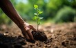 A person planting a young tree symbolizes the commitment to reforestation and environmental preservation