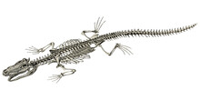 Crocodile Animal Anatomy Skeleton Scientific Illustration Gator Anatomic