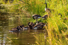 Canada Geese Lounging On Shore Of Pond
