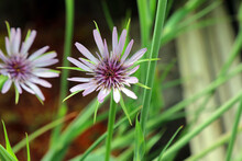 Closeup Of Two Salsify Flowers, Derbyshire England
