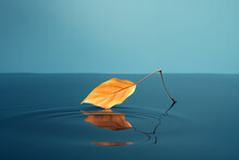 One Leaf Floating On The Surface Of The Pond