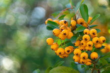 Bunches Of Yellow Berry Pyracantha Coccinea In Autumn Garden. Orange Fruits Of Narrow Leaf Firethorn Genus Of Thorny Evergreen Shrub From Rosaceae Family. Designation Golden Sun. Woolly Hedge Cluster.