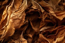 High Quality Tobacco Big Leaf, Close Up. Tobacco Leaves Background, Closeup. 