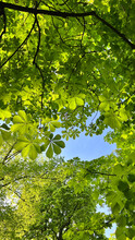 Green Chestnut Leaves In The Sun
