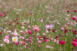 Wide variety of pink coloured wild flowers including cosmos and cornflowers growing in the grass at RHS Wisley garden, Surrey, UK. 