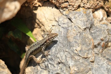 close up of a wall lizard on cres island