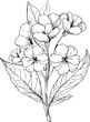 
Detailed flower coloring pages, sketch contour bouquet of primrose flowers, Sketch primula flower drawing, flower cluster drawing, Easy flowers coloring pages, February birth coloring pages for adult