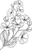Fototapeta  - Topical flower prime coloring pages. pansy flower line art, pansy flower tattoo designs, Realistic flower coloring pages, primrose flower vector sketch traditional primrose tattoo and primula tattoos.